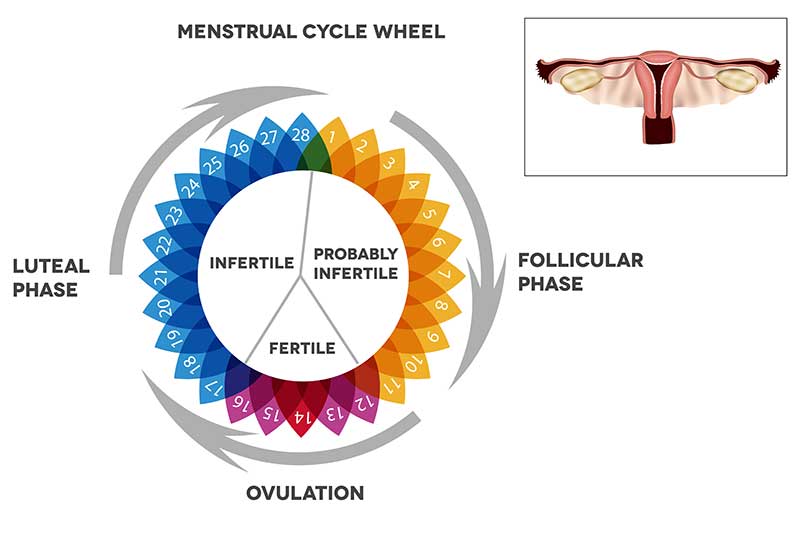 luteal-phase-defect-and-its-impact-on-your-fertility-fertilitytips