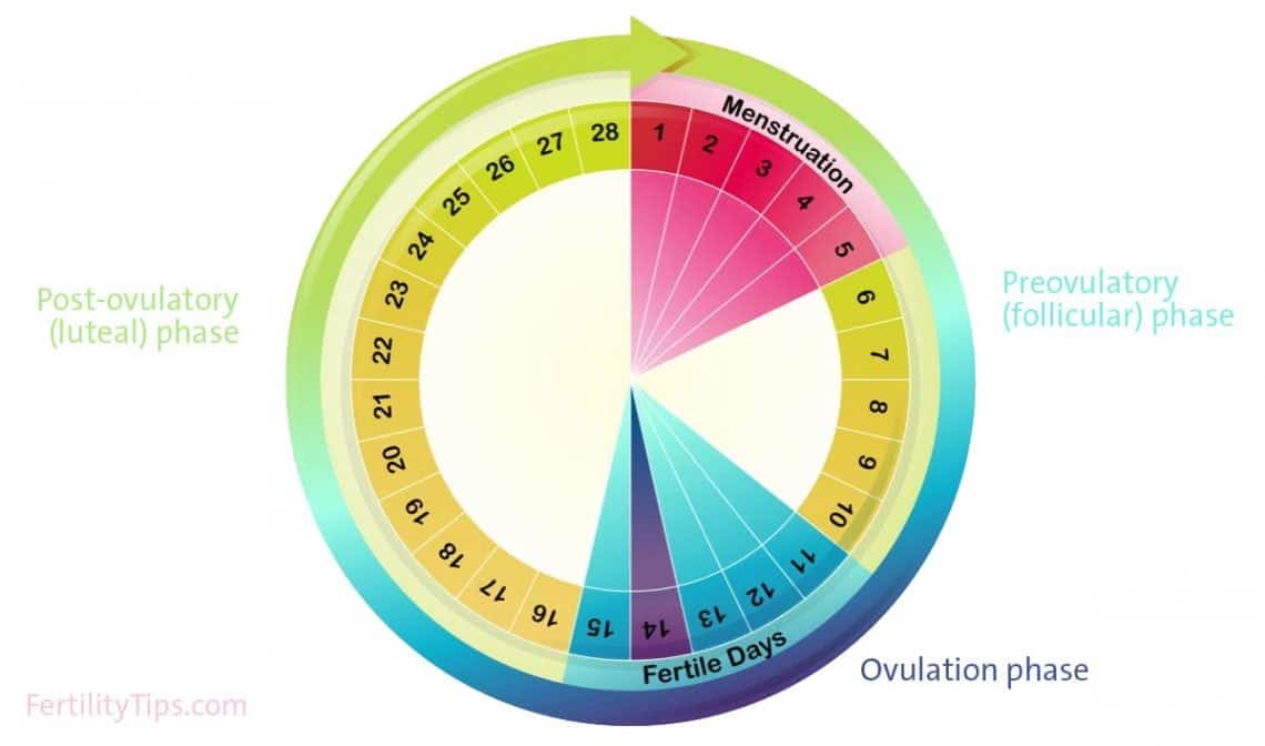 Period Health A Guide To Understanding Your Cycle FertilityTips