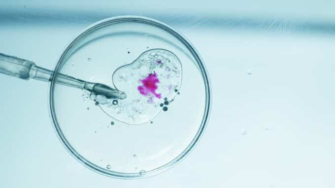 Researchers Have Presented a New Method for Manipulating Cell Movements in Embryos